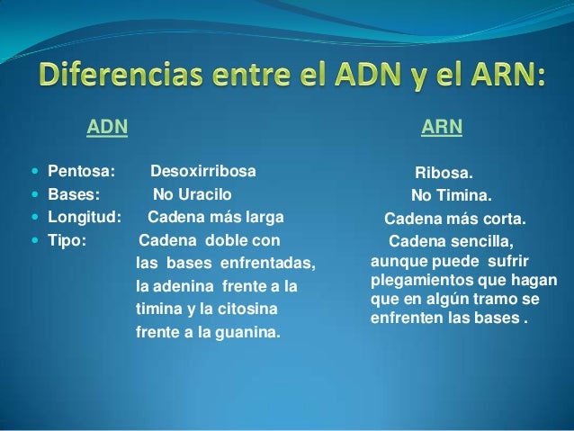 ubicacion celular de adn y arn